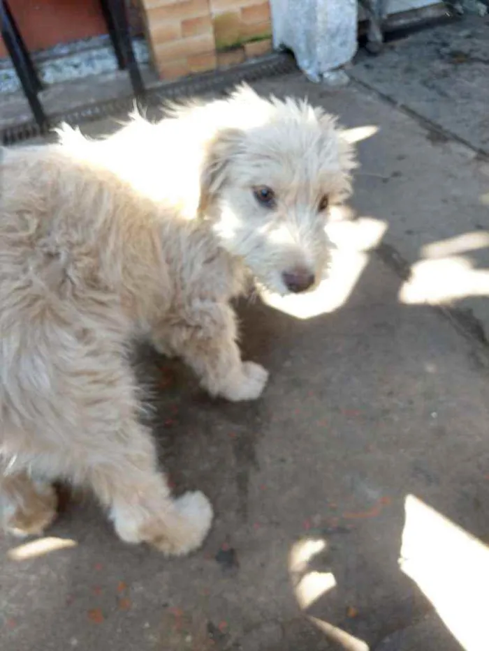 Cachorro ra a SRD idade 2 a 6 meses nome Sem nome ainda
