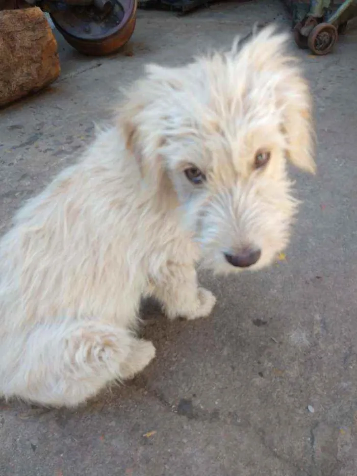 Cachorro ra a SRD idade 2 a 6 meses nome Sem nome ainda
