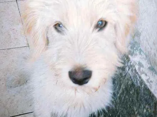 Cachorro ra a SRD idade 2 a 6 meses nome Sem nome ainda