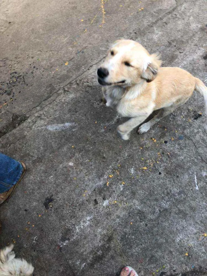 Cachorro ra a SRD idade 2 a 6 meses nome Sem nome ainda