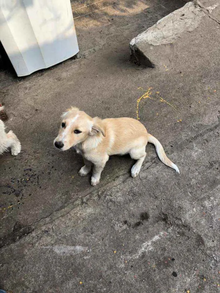Cachorro ra a SRD idade 2 a 6 meses nome Sem nome ainda