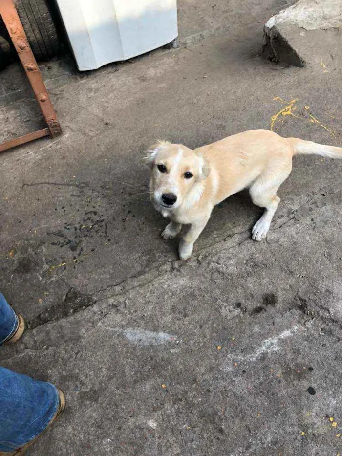 Cachorro ra a SRD idade 2 a 6 meses nome Sem nome ainda