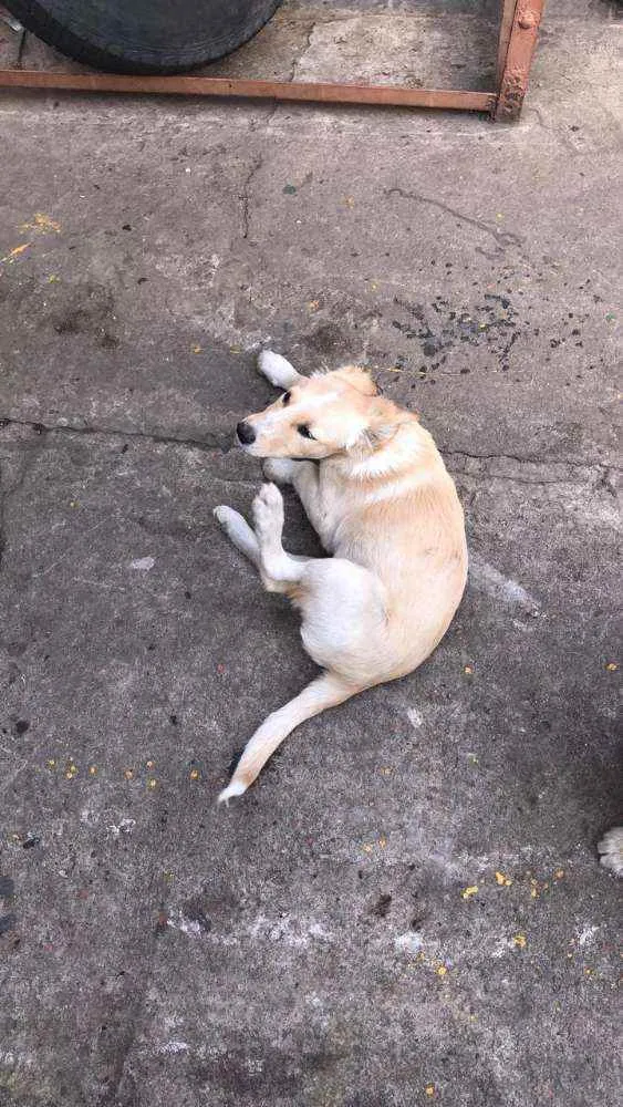 Cachorro ra a SRD idade 2 a 6 meses nome Sem nome ainda