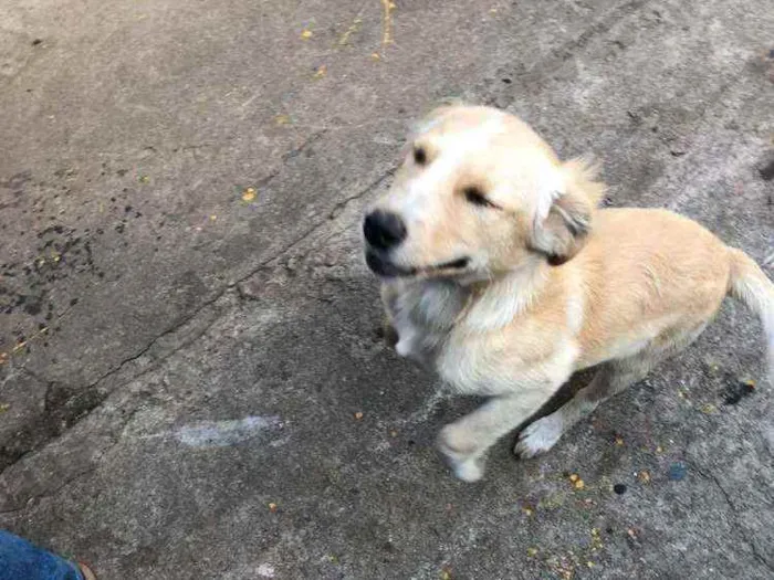 Cachorro ra a SRD idade 2 a 6 meses nome Sem nome ainda