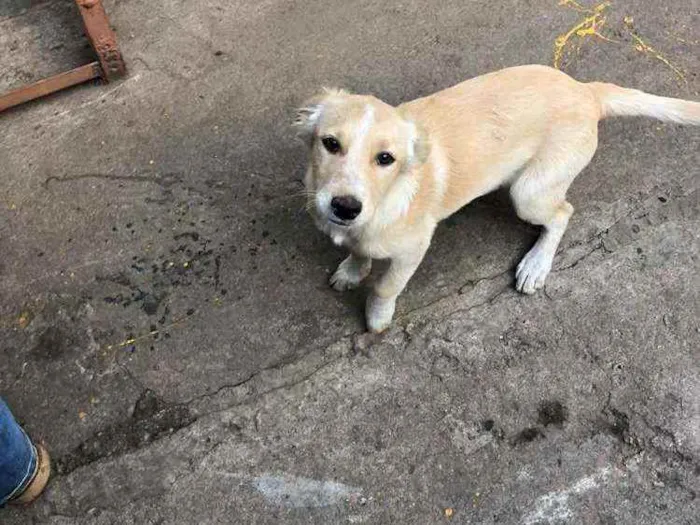 Cachorro ra a SRD idade 2 a 6 meses nome Sem nome ainda