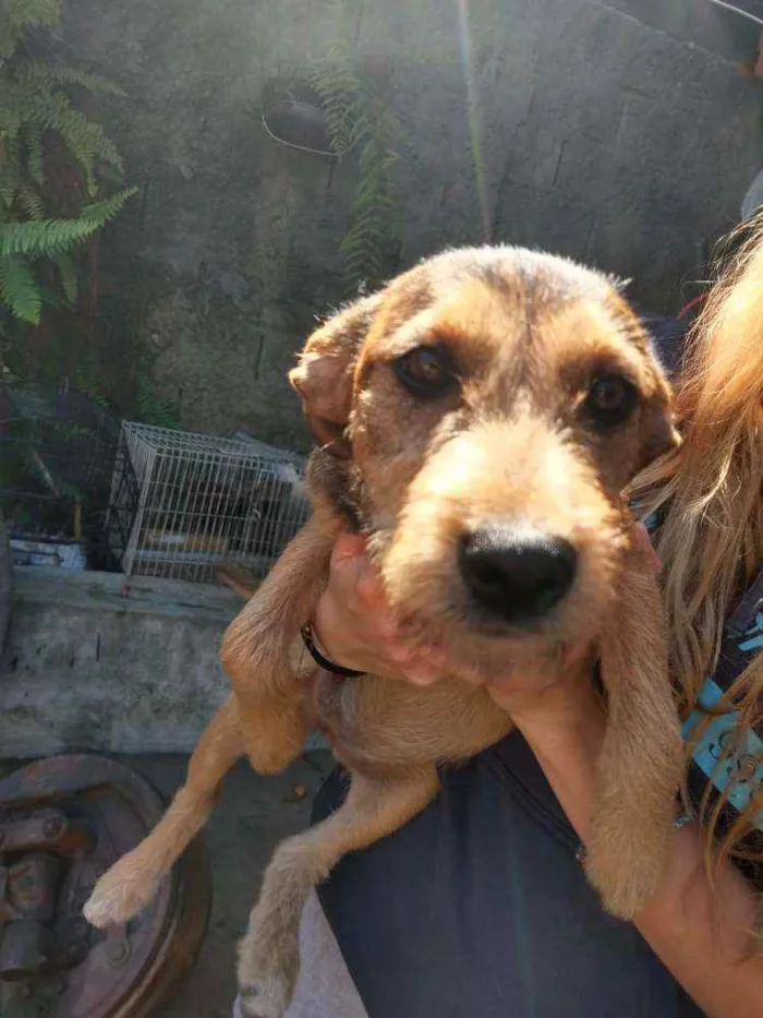 Cachorro ra a SRD idade 2 a 6 meses nome Sem nome ainda