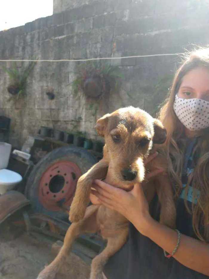 Cachorro ra a SRD idade 2 a 6 meses nome Sem nome ainda