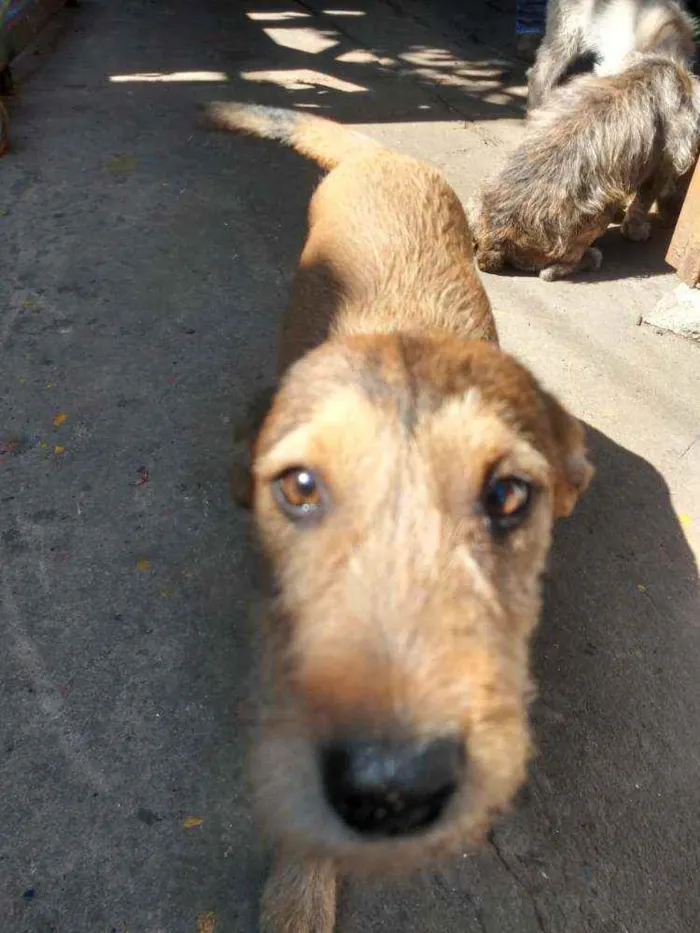 Cachorro ra a SRD idade 2 a 6 meses nome Sem nome ainda