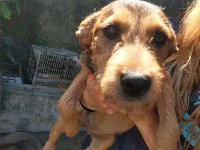 Cachorro ra a SRD idade 2 a 6 meses nome Sem nome ainda