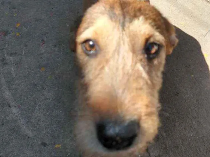 Cachorro ra a SRD idade 2 a 6 meses nome Sem nome ainda