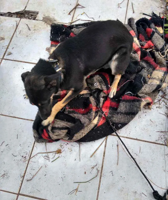 Cachorro ra a Vira lata idade 7 a 11 meses nome Luna