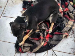 Cachorro raça Vira lata idade 7 a 11 meses nome Luna