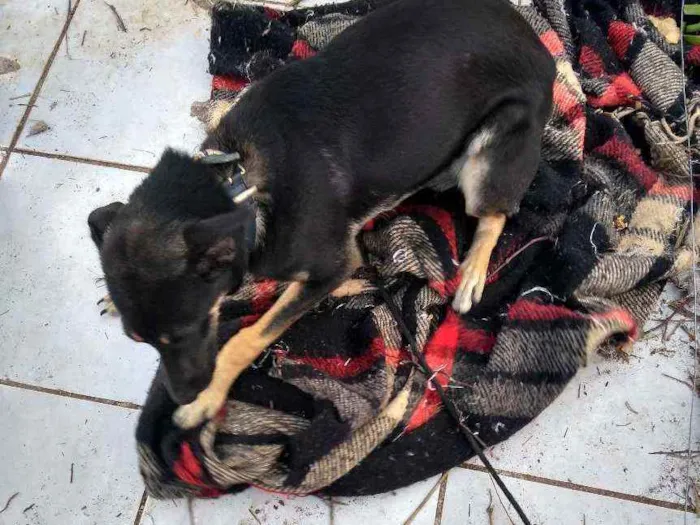 Cachorro ra a Vira lata idade 7 a 11 meses nome Luna