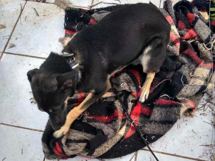 Cachorro ra a Vira lata  idade 7 a 11 meses nome Luna 