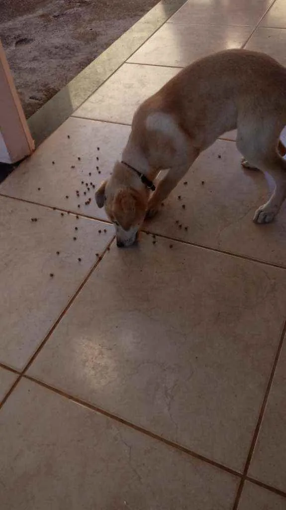 Cachorro raça Partor com Labrador idade 2 a 6 meses nome Marley