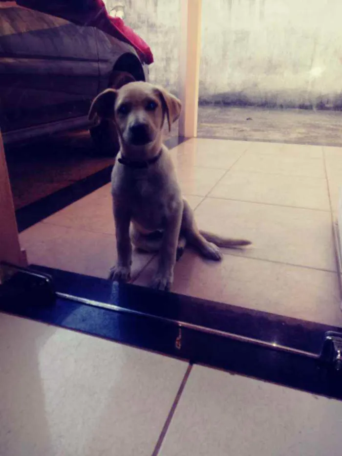 Cachorro raça Partor com Labrador idade 2 a 6 meses nome Marley