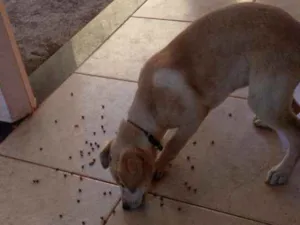 Cachorro raça Partor com Labrador idade 2 a 6 meses nome Marley