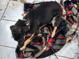 Cachorro raça Vira lata  idade 7 a 11 meses nome Luna 