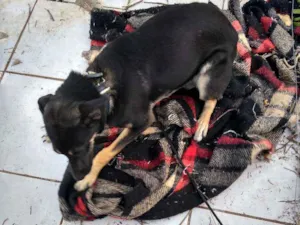 Cachorro raça Vira lata idade 7 a 11 meses nome Luna