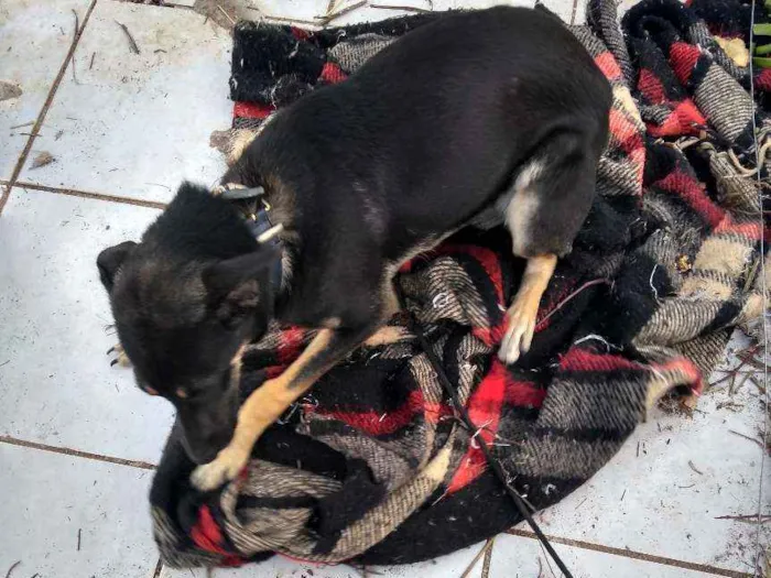 Cachorro ra a Vira lata idade 7 a 11 meses nome Luna