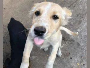 Cachorro raça SRD idade 2 a 6 meses nome Sem nome ainda