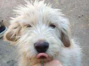 Cachorro raça SRD idade 2 a 6 meses nome Sem nome ainda