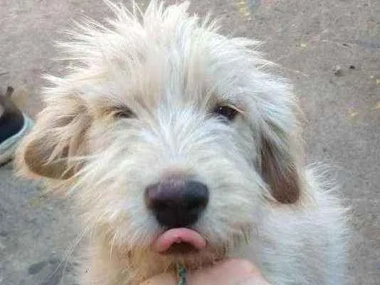 Cachorro ra a SRD idade 2 a 6 meses nome Sem nome ainda