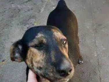 Cachorro ra a SRD idade 2 a 6 meses nome Sem nome ainda
