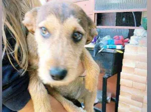 Cachorro raça SRD idade 2 a 6 meses nome Sem nome ainda