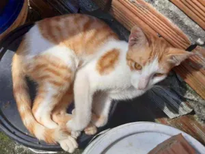 Gato raça Bicolor idade 2 a 6 meses nome Liro