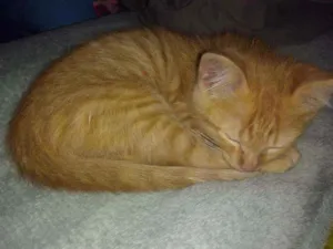 Gato raça Vira lata idade 2 a 6 meses nome Sem nome