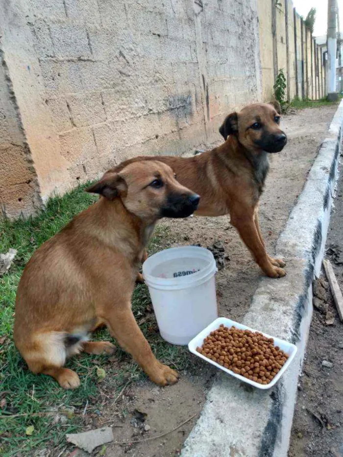 Cachorro ra a Vira a lata  idade 2 a 6 meses nome Não tenho nome ainda