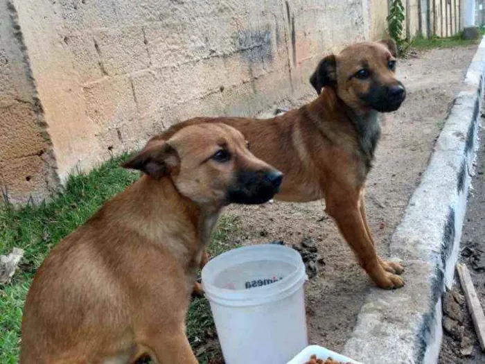 Cachorro ra a Vira a lata  idade 2 a 6 meses nome Não tenho nome ainda