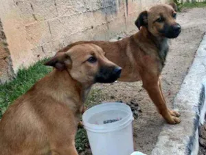 Cachorro raça Vira a lata  idade 2 a 6 meses nome Não tenho nome ainda