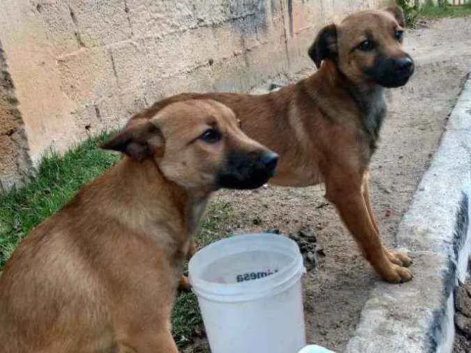 Cachorro ra a Vira a lata  idade 2 a 6 meses nome Não tenho nome ainda