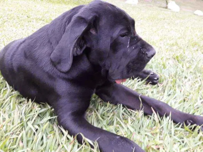 Cachorro ra a Srd idade 7 a 11 meses nome Thor