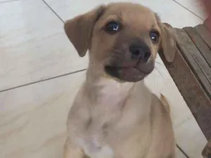 Cachorro raça srd idade Abaixo de 2 meses nome Apolo
