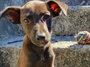 Cachorro raça SRD-ViraLata idade 2 a 6 meses nome Não tem