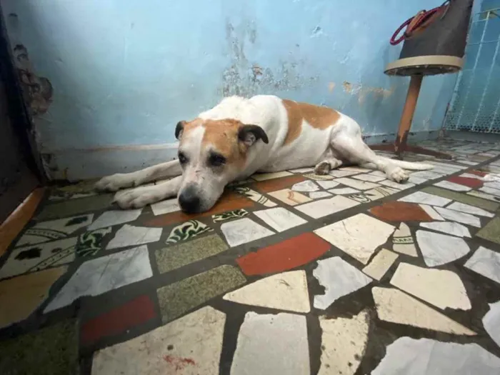 Cachorro ra a Vira-lata idade 3 anos nome Ragnar