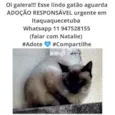 Gatão