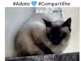 Gatão