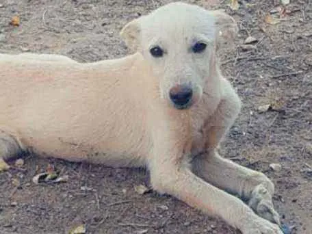 Cachorro ra a Vira lata  idade 1 ano nome Kira