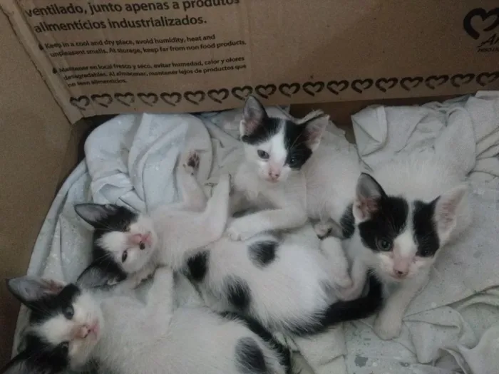 Gato raça  idade Abaixo de 2 meses nome Sol