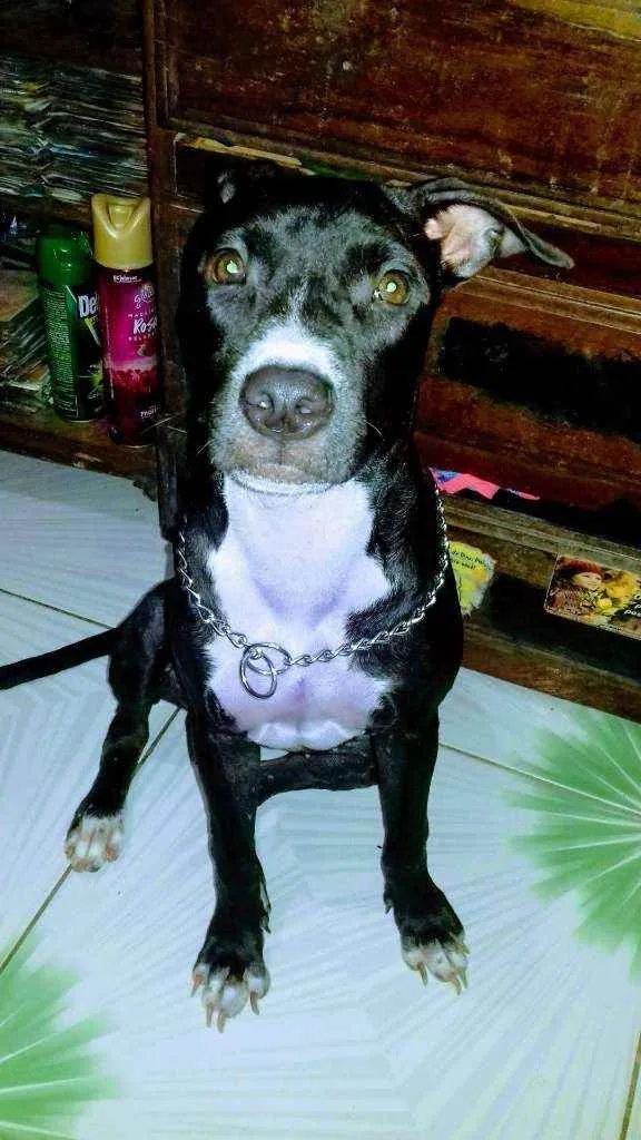 Cachorro raça Pitbull idade 7 a 11 meses nome Raica