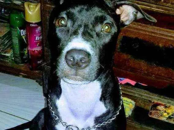 Cachorro raça Pitbull idade 7 a 11 meses nome Raica