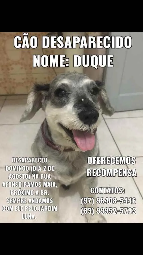 Cachorro raça Schnauzer idade 6 ou mais anos nome Duque