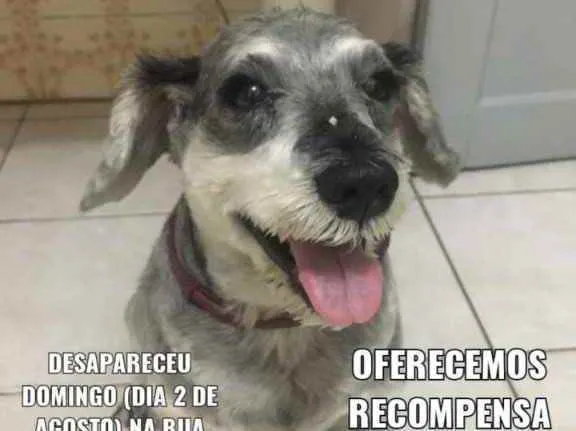 Cachorro raça Schnauzer idade 6 ou mais anos nome Duque