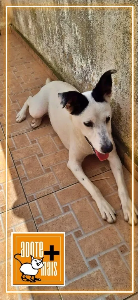 Cachorro ra a SRD-ViraLata idade 1 ano nome madalena