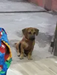 pitoco