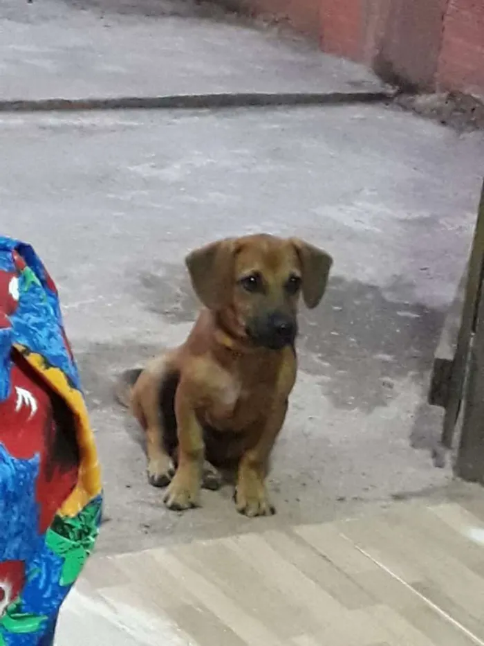 Cachorro raça pequeno idade 7 a 11 meses nome pitoco